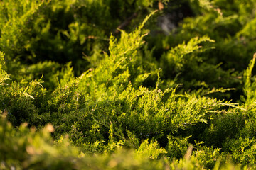 Green hedge of thuja trees. Closeup fresh green branches of thuja trees. Evergreen coniferous Tui tree. Nature, background.