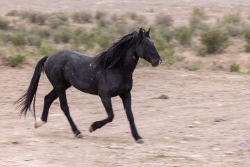 Obraz na płótnie Canvas Wild horse in Spring in the Utah Desert