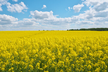 Blooming rapeseed field and blue sky.