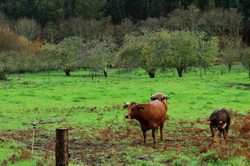 Vacas en Mera