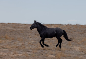 Fototapeta na wymiar Wild horse in Spring in the Utah Desert