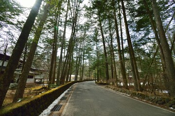 Obraz premium road in the forest