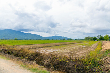view of rice fields in the rainy season