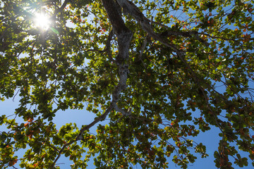 Tree branches seen lying down from the sand, Batu Putih Beach, near Tangkoko Nature Park, Sulawesi Island, Indonesia