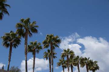 Fototapeta na wymiar Grupo de palmeras con cielo azul parcialmente nublado