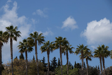Fototapeta na wymiar Grupo de palmeras con cielo azul parcialmente nublado