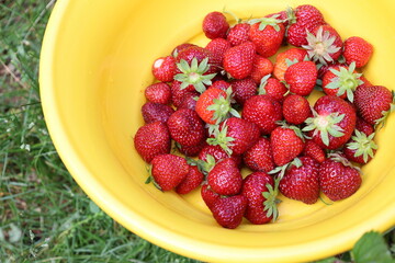 bowl of strawberries