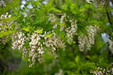 Acacia tree blooming in the spring. Flowers branch with a green background. Abundant flowering. Source of nectar for tender fragrant honey.