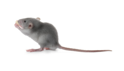 Small fluffy grey rat eating cheese on white background