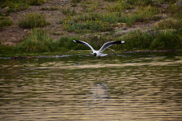 Seagull Landing