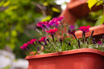 Fototapeta na wymiar Petunia in a pot and blurred background
