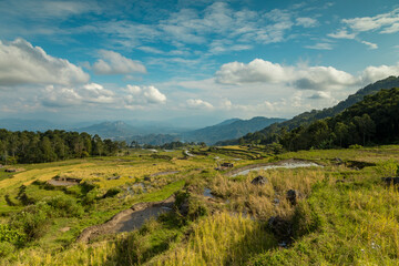 Naklejka premium Landscape photograph of the terraced rice fields in Batutumonga area, in Tana Toraja region, near Rantepao, Sulawesi island, Indonesia
