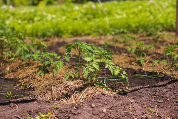 Covering young tomato plants with straw mulch to protect from drying out quickly ant to control...