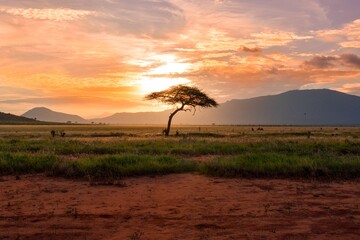 Fototapeta na wymiar sunset in the savannah Africa 