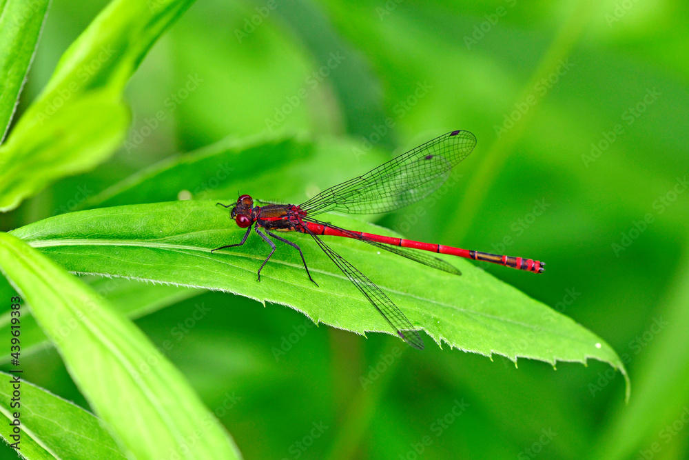 Sticker Large red damselfly // Frühe Adonislibelle, Frühe Adonisjungfer (Pyrrhosoma nymphula)