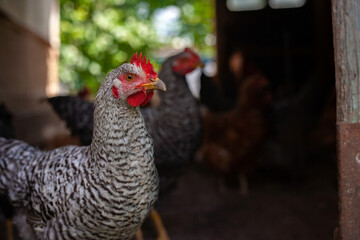 Chicken feeding on traditional rural barnyard. Hens on barn yard in eco farm. Free range poultry farming concept.