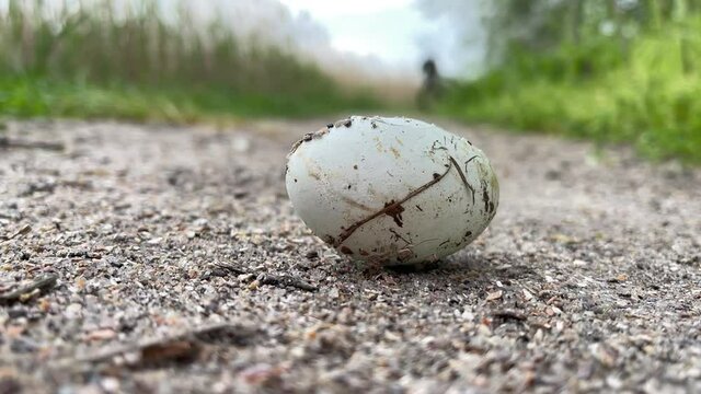Broken, eaten bird egg lies on path near lake or swamp, lizard or snake or mouse stole an egg from nest