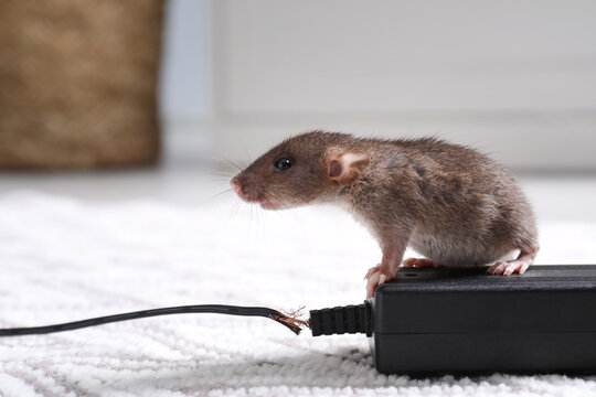 Premium AI Image  An electric rat trap with a rat inside