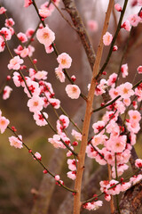 Group of Plum Blossom with Spring Season