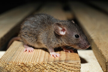 Grey rat on wooden planks, closeup. Pest control - obrazy, fototapety, plakaty