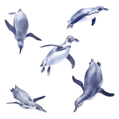Set of five realistic Humboldt penguins isolated on white background. Watercolor illustration © Irina