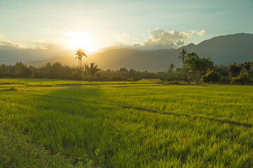 Beautiful rice fields at sunset, Bada Valley, island of Sulawesi, Indonesia. In the distance, the mountains of Lore Lindu covered in clouds