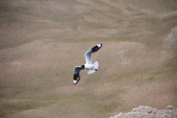 Seagull at Valle Hermoso, Malargüe, Mendoza, Argentina