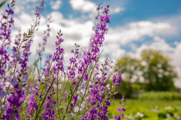 wild purple flowers in summer