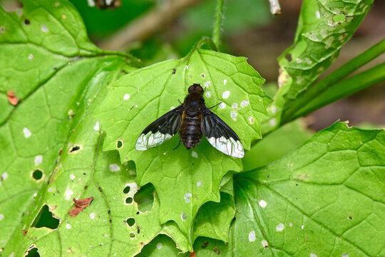 Trauerwollschweber, Trauerschweber, Wollschweber  (Hemipenthes morio) // Bee-fly