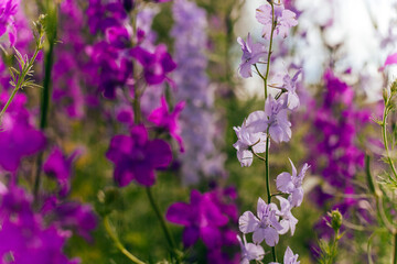 wild purple flowers in summer