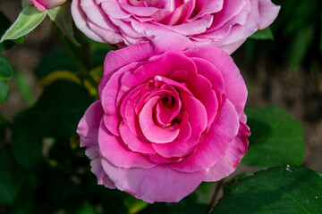 Pink rose flower close up