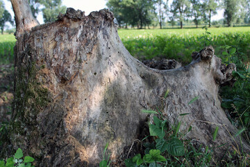 Radice di albero morto e forma di animale astratto © mauro tombolini