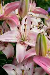 Pink lily flower close up