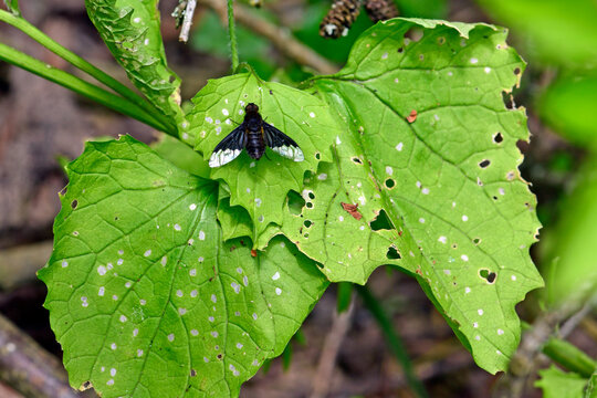 Trauerwollschweber, Trauerschweber, Wollschweber  (Hemipenthes morio) // Bee-fly