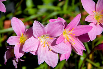 Saffron flowers