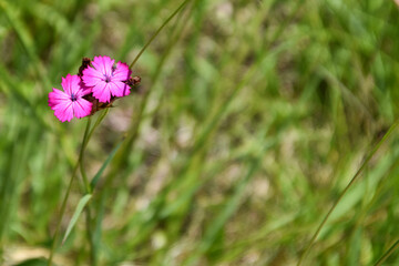 colourful flowers in the italian countryside