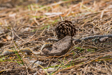 Obraz premium Pienienprozessionsspinner