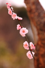 Blooming of Plum Blossom with Spring Season