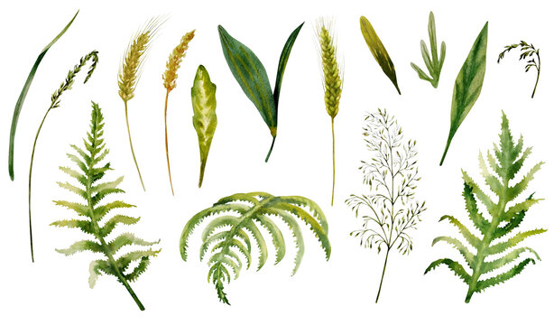 Set of watercolor forest fern leaves, wheat spikelets and wild herbs and leaves. Hand-drawn leaves isolated on a white background.