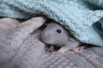 Cute small rat wrapped in knitted plaid, closeup