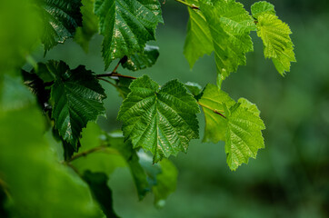 very beautiful grape leaves on a green background