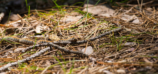 Pinien Prozessionsspinner