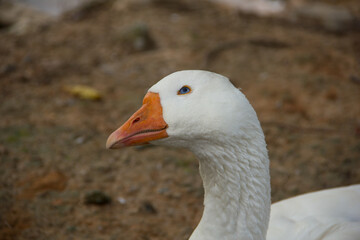 portrait of a goose