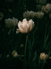 White tulip in contrasting light in a clearing. One flower is highlighted. Vertical stylish photography. Spring holiday concept.