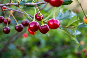 Red cherry berries on a branch close up