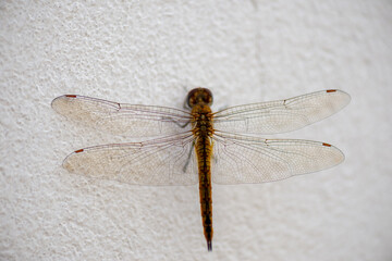 dragonfly close up