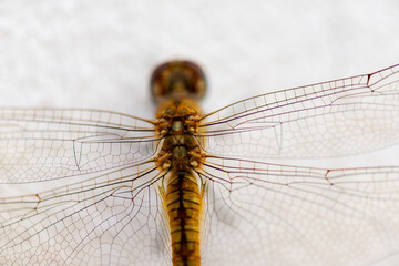 dragonfly close up