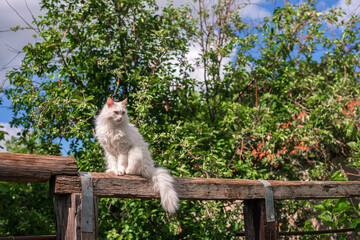 White cat outdoor. Enjoyment of nature, freedom.