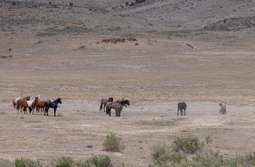 Herd of Wild Horses in the Utah Desert in spring