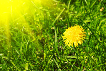 Yellow dandelion flower on green grass. natural background with sun beam. Greeting card. Close up. Selective soft focus. Shallow depth of field. Text copy space.